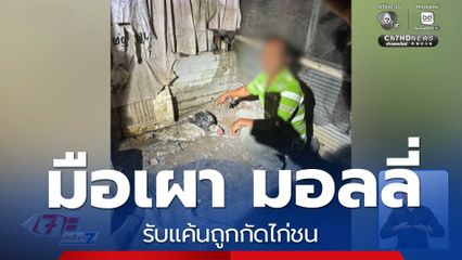 มือเผา มอลลี่ รับแค้นถูกกัดไก่ชน