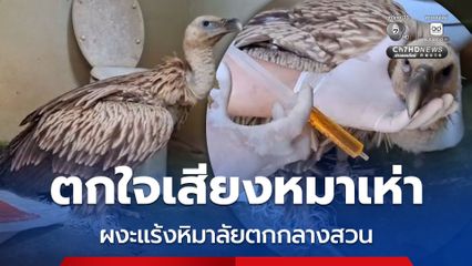 ตกใจเสียงหมาเห่า ผงะแร้งหิมาลัยตกกลางสวน