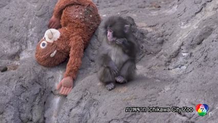 พันช์คุง ลูกลิงถูกทอดทิ้งในญี่ปุ่น พึ่งตุ๊กตาฮีลใจ