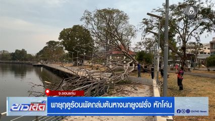 พายุฤดูร้อนพัดถล่มต้นหางนกยูงฝรั่ง หักโค่น