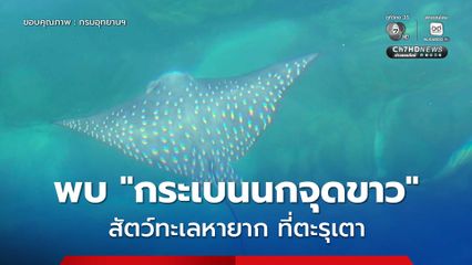 พบ “กระเบนนกจุดขาว” สัตว์ทะเลหายาก ตอกย้ำความสมบูรณ์ของระบบนิเวศอันดามันอุทยานแห่งชาติตะรุเตา จ.สตูล