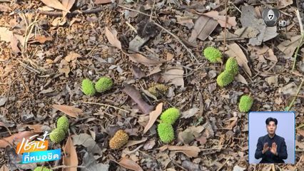 อากาศแปรปรวน ลิ้นจี่ค่อมสมุทรสงคราม ทยอยร่วง