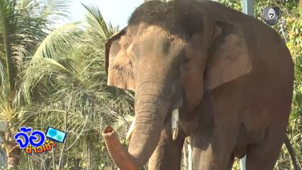 พ่อควาญ ปัดเร่งช้างผสมพันธุ์จนคลุ้มคลั่ง