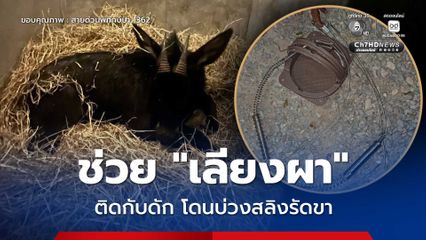 ช่วย “เลียงผา” ติดกับดัก โดนบ่วงสลิงรัดขา