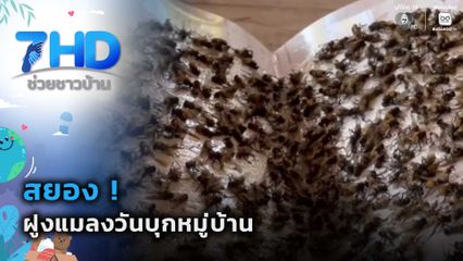 สยอง ! ฝูงแมลงวันบุกหมู่บ้าน จ.เพชรบูรณ์