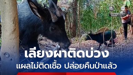 ปล่อยคืนสู่ป่าแล้ว เลียงผาติดบ่วงสลิง M6