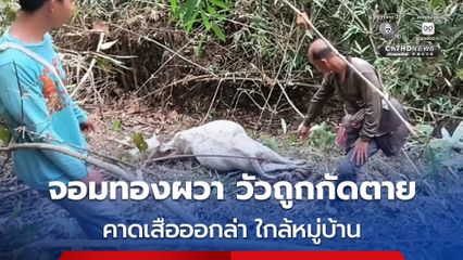 จอมทองผวา วัวถูกกัดตาย 3 ตัว คาดเสือออกล่า ใกล้หมู่บ้าน