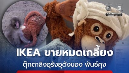 พันช์คุง ฟีเวอร์ ตุ๊กตาลิงของ IKEA ขายหมดเกลี้ยง