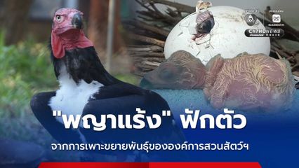 “พญาแร้ง” ฟักตัว จากการเพาะขยายพันธุ์ขององค์การสวนสัตว์ฯ