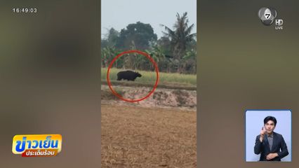 กระทิง หนีควันไฟกัมพูชา