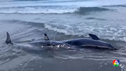 "วาฬเพชฌฆาตแคระ" เกยตื้นหาดไต้หวันนับสิบตัว