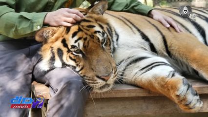 รัฐบาลไม่ประมาท เฝ้าติดตามเสือตายด้วย "โรคหัดสุนัข"