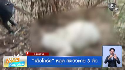 เสือโคร่ง หลุด กัดวัวตาย 3 ตัว