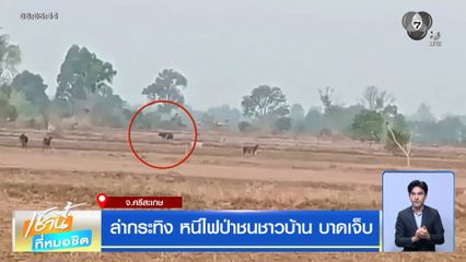 ล่ากระทิง หนีไฟป่าชนชาวบ้าน บาดเจ็บ