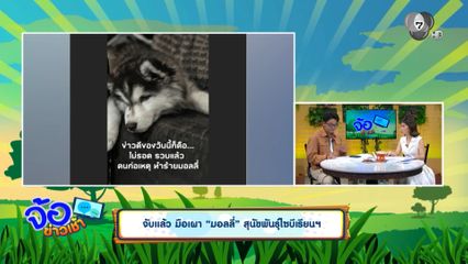 จับแล้ว มือเผา มอลลี่ สุนัขพันธุ์ไซบีเรียนฯ