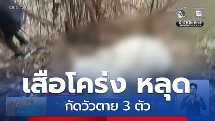 เสือโคร่ง หลุด กัดวัวตาย 3 ตัว