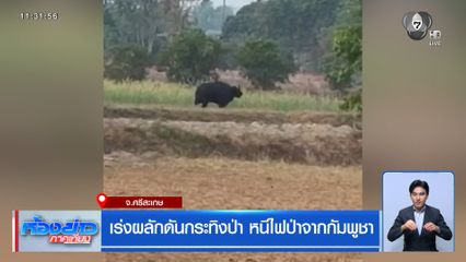 เร่งผลักดันกระทิงป่า หนีไฟป่าจากกัมพูชา