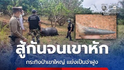 กระทิงป่าเขาใหญ่ แย่งกันเป็นจ่าฝูง สู้กันจนเขาหัก