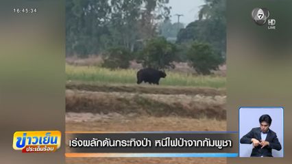 เร่งผลักดันกระทิงป่า หนีไฟป่าจากกัมพูชา