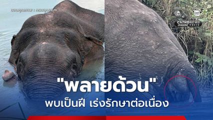 กรมอุทยานฯ แจงความคืบหน้าการรักษา "พลายด้วน" พบเป็นฝี ไม่ใช่ขยะพลาสติก เร่งรักษาให้ยาต่อเนื่อง