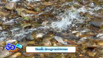 ปีละครั้ง ปรากฏการณ์ปลากอง