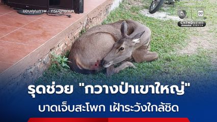 รุดช่วย "กวางป่าเขาใหญ่" บาดเจ็บสะโพก เร่งให้ยาปฏิชีวนะพร้อมเฝ้าระวังอาการใกล้ชิด