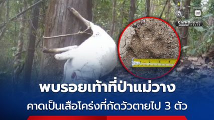 พบรอยเท้าที่ป่าแม่วาง คาดเป็นเสือโคร่งที่กัดวัวตายไป 3 ตัว
