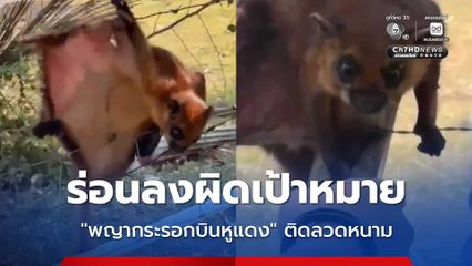 สัตว์ป่าหายาก “พญากระรอกบินหูแดง” ร่อนลงผิดเป้าหมาย ติดลวดหนาม