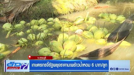 เกษตรกรจี้รัฐพยุงราคามะพร้าวน้ำหอม 6 บาท/ลูก จ.ราชบุรี