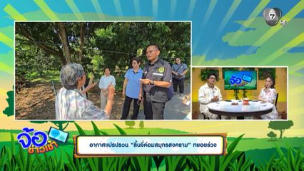 อากาศแปรปรวน ลิ้นจี่ค่อมสมุทรสงคราม ทยอยร่วง