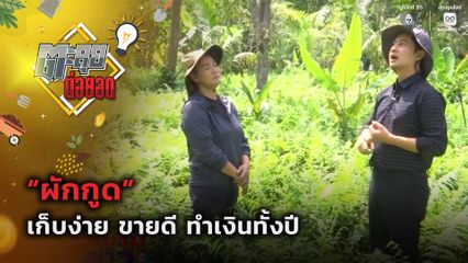 ตะลุยต่อยอด : “ผักกูด” เก็บง่าย ขายดี ทำเงินทั้งปี