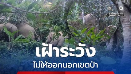 เตือน! ประชาชนในพื้นที่ป่ารอยต่อชุมพรและระนอง เพิ่มความระมัดระวังอันตรายจากช้างป่าที่ออกหากิน