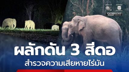 ผลักดันช้างป่า 3 สีดอ ออกจากป่ามาหากินในไร่มันสำปะหลัง