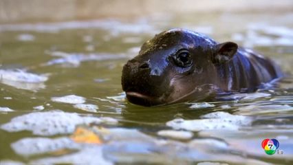 เปิดตัว เจลลีบีน ฮิปโปแคระเกิดใหม่ ที่สหรัฐฯ