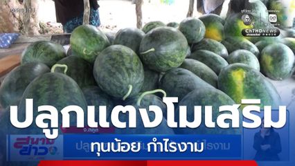 ปลูกแตงโมเสริม ทุนน้อย กำไรงาม จ.สตูล