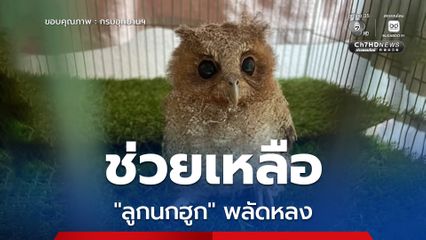 ช่วยเหลือ “ลูกนกฮูก” พลัดหลง สภาพร่างกายแข็งแรงสมบูรณ์ ไม่มีบาดแผลหรืออาการบาดเจ็บ