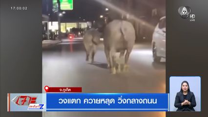 วงแตก ควายหลุด วิ่งกลางถนน