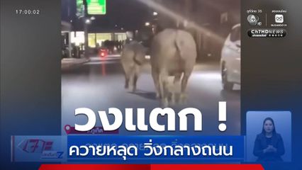 วงแตก ควายหลุด วิ่งกลางถนน