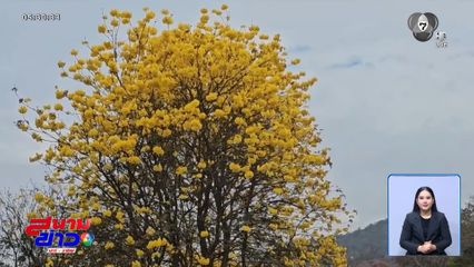 ดอกเหลืองอินเดีย บานสะพรั่ง รับฤดูร้อน จ.ลำปาง