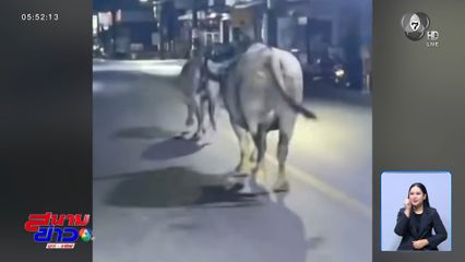 ควายหลุดถนน จ.ภูเก็ต