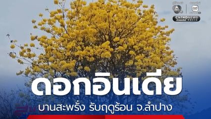 ดอกเหลืองอินเดีย บานสะพรั่ง รับฤดูร้อน จ.ลำปาง