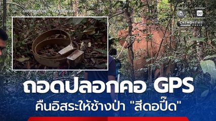 คืนอิสระ ! กรมอุทยานฯ ถอดปลอกคอ GPS ให้ “สีดอปี๊ด” ช้างป่าเขาอ่างฤาไน