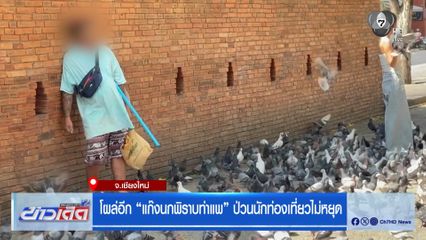 โผล่อีก แก๊งนกพิราบท่าแพ ป่วนนักท่องเที่ยวไม่หยุด