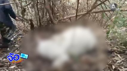 เสือโคร่ง หลุด กัดวัวตาย 3 ตัว