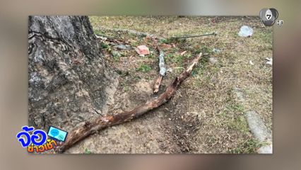 เยียวยาครอบครัว สาวถูกกิ่งต้นยางนาตกใส่