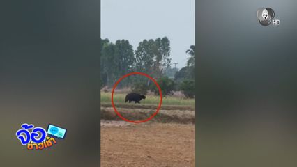 ล่ากระทิง หนีไฟป่าชนชาวบ้าน บาดเจ็บ