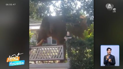 ปัญหาช้างป่าอุทยานฯ เขาใหญ่ ยังออกอาละวาด