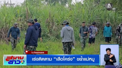 เร่งติดตาม เสือโคร่งขย้ำแม่หมู ที่กำแพงเพชร