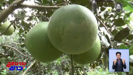 ส้มโอขาวใหญ่ราคาดิ่ง จี้สกัดสวมสิทธิ์ จ.สมุทรสงคราม