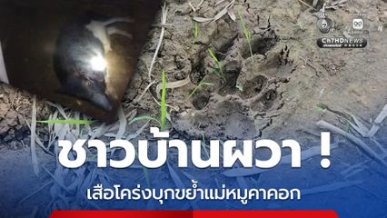 ชาวบ้านผวา เสือโคร่งบุกขย้ำแม่หมูคาคอก